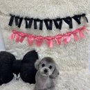 라이크어독 이미지