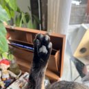 까망 곰 젤리 이미지