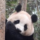 바오2
