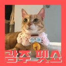 츄츄 펫하우스 | ♪제6회 &#34;광주펫쇼&#34; 집사의 지갑은 탈탈 행복은 펑펑♪