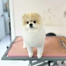 스타덤 펫살롱 이미지