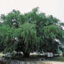 장수서창동-15 이미지