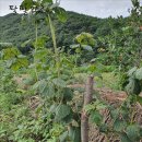 경화농장 이미지