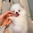 멍품 강아지분양 본점 이미지