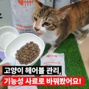 고양이 헤어볼 사료 추천, 본아페티 스킨앤헤어볼케어 급여 후기