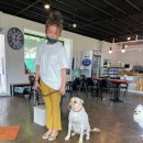 반려견 이해하기(펫) 이미지