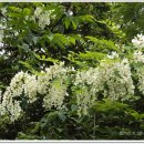 아카시아병원 이미지