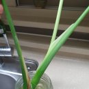 반려식물키우기 이미지