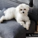 블레스펫츠 이미지