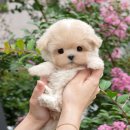 울산 강아지분양 미유펫 이미지