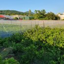 강정동-30 이미지