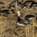 Snow Goose Blue morph 천수만에서 이미지