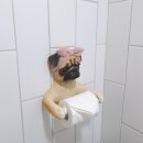 달시플러스 이미지