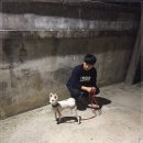 도담애견 이미지