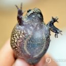 맹꽁이 이미지