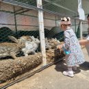 숲속다람쥐펜션 | 담양독채펜션 담양감성숙소 숲속에서 완벽했던 리사숲속마을 리사의집 후기