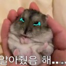 토오소