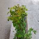 녹차향기 이미지