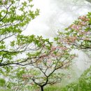 테힐림(Tehillim)