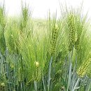 정미보리밥 이미지