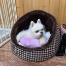 하남애견훈련소 | 식욕이 없는 강아지 「모모」 가 드디어 사료를 먹게된 이야기(feat. 경기도 하남애견훈련소)