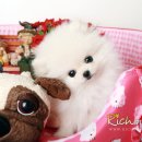 귀여운 강아지 이미지