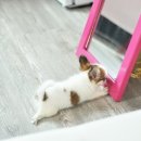 퍼피가든 이미지