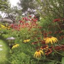 정원의 색상 테마에 맞는 식재 디자인하기 | 정원, 정원테마, 정원의 색, 식재 디자인 월간전원주택라이프 이미지