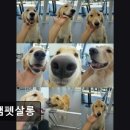 정쌤펫살롱 이미지