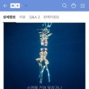 본투다이브프리다이빙