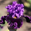 아이리스 이미지