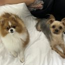 제주애단비귀덕