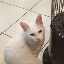 바니헤어 이미지