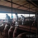 박성태농장 이미지