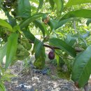 순원농장 이미지