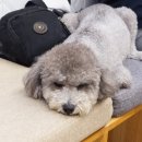 또오개 이미지