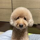 도그라움 이미지