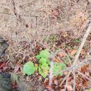 접시꽃민박 이미지