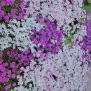 하늘아래첫집펜션 이미지