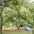 군위농장 이미지