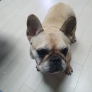 하울링