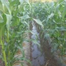 어부네농장 이미지