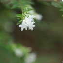 보호수광장 이미지