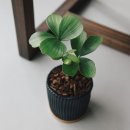 소철이네
