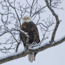 흰머리수리(Bald eagle) 이미지