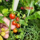 레드토마토 이미지