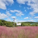 금강수변공원5 | 11월 대전 가볼만한곳 금강로하스산호공원 신탄진 핑크뮬리