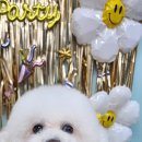 애견미용사 3급 자격증 과정 1 이미지