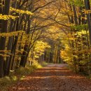 스핑크스의 숲 | 고양 북한산 둘레길 효자동 구간 추천 한적한 숲길 힐링 산행 가이드