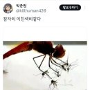 쿨펫 네이버블로그